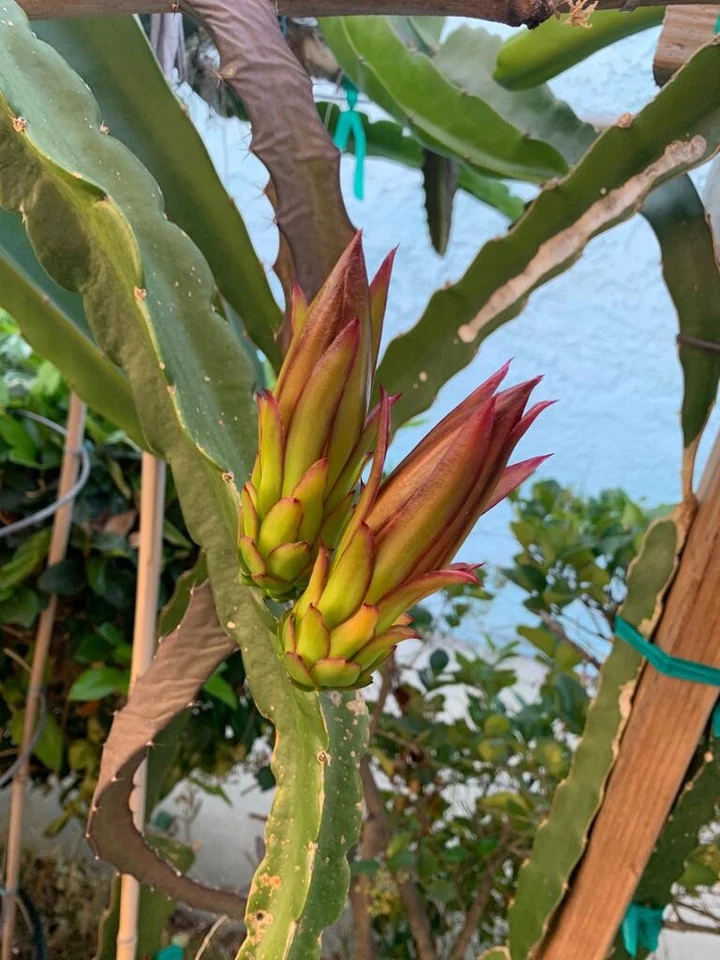 Dragon Fruit Cuttings 6 Pack Asunta Variety Unrooted Pitaya Stems Climbing Cactus 10-14 Inches