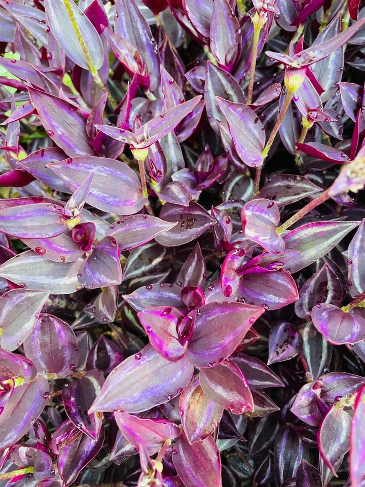 Wandering Jew Burgundy Cuttings – 5+ Purple Tradescantia Plant Stems – Live Unrooted Trailing Vining Foliage