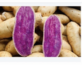 Okinawa Purple Sweet Potato Slips – 15 Unrooted Ipomoea batatas Cuttings for Garden Planting