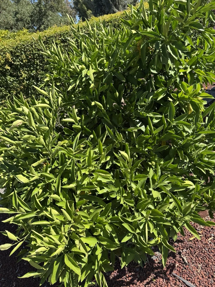 Owari Satsuma Mandarin Cuttings – 6 Unrooted Citrus unshiu Propagation Material for Garden or Container Planting