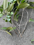Camellia Japonica Cuttings – 4 Fresh Pink & White Cuttings for Propagation