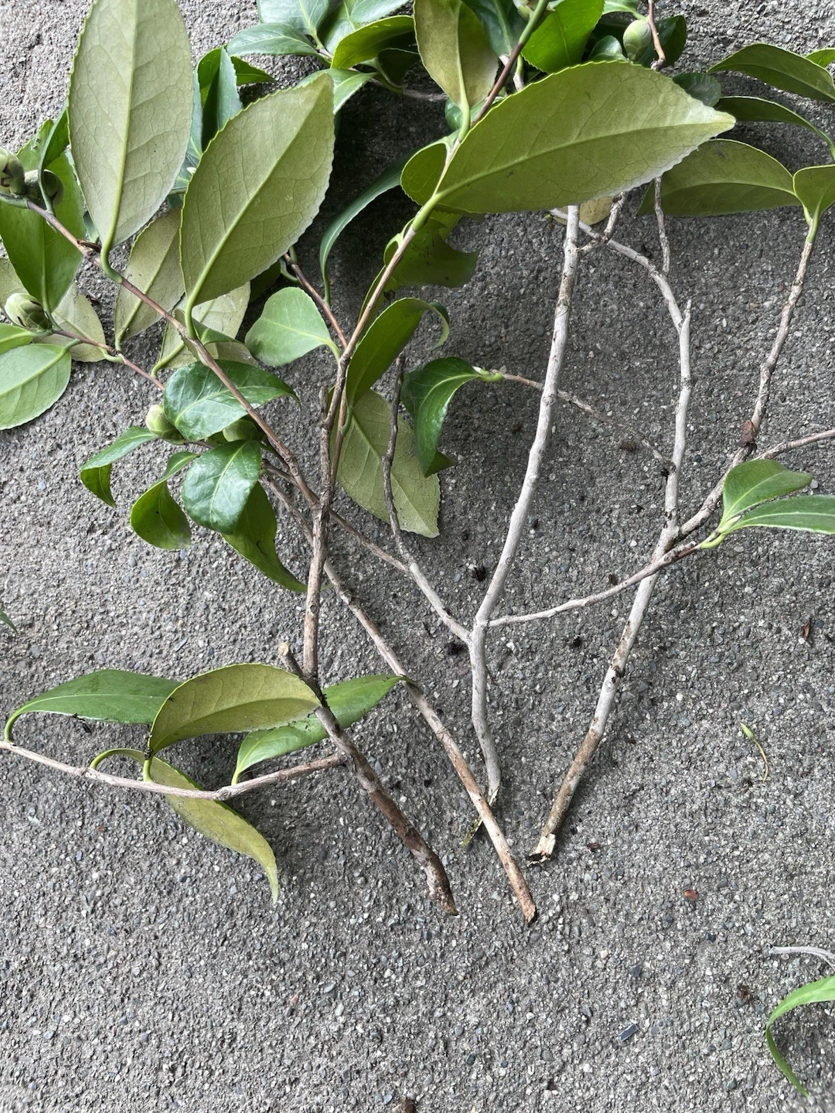 Camellia Japonica Cuttings – 4 Fresh Pink & White Cuttings for Propagation