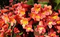 Tangerine Beauty Crossvine Rooted Starter Plant – Evergreen Climbing Vine with Orange Flowers, Bignonia capreolata for Garden, Trellis