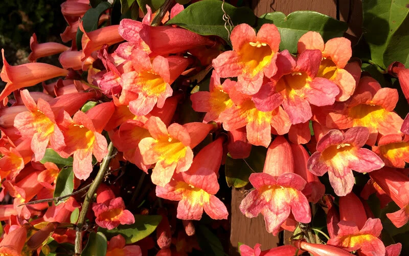 Tangerine Beauty Crossvine Rooted Starter Plant – Evergreen Climbing Vine with Orange Flowers, Bignonia capreolata for Garden, Trellis