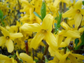Forsythia Shrub Cuttings - 10 Unrooted 5 Inch Organic Ornamental Flowering Bush