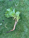 Tree Green Aeonium Succulent Cutting - 10 Inch Unrooted Stem for Indoor & Outdoor Planting
