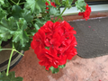 Geranium ‘Mountie Red’ Cuttings – 6 Live Pelargonium Sport Stems for Rooting, Vibrant Red Blooms, Flowering Perennial, Unrooted