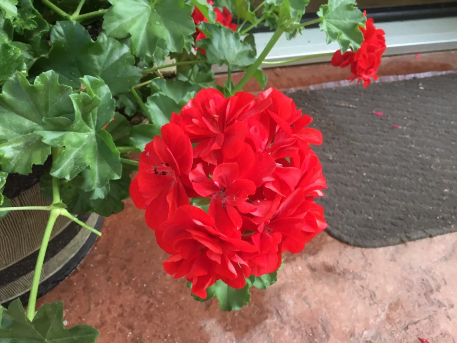 Geranium ‘Mountie Red’ Cuttings – 6 Live Pelargonium Sport Stems for Rooting, Vibrant Red Blooms, Flowering Perennial, Unrooted