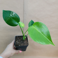 Monstera Deliciosa Live Houseplant – 4-Inch Potted Tropical Foliage Plant – Swiss Cheese Plant with Split Green Leaves