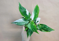 Philodendron White Princess Live Plant in 4-Inch Pot, Variegated Aroid with Pink & White Foliage