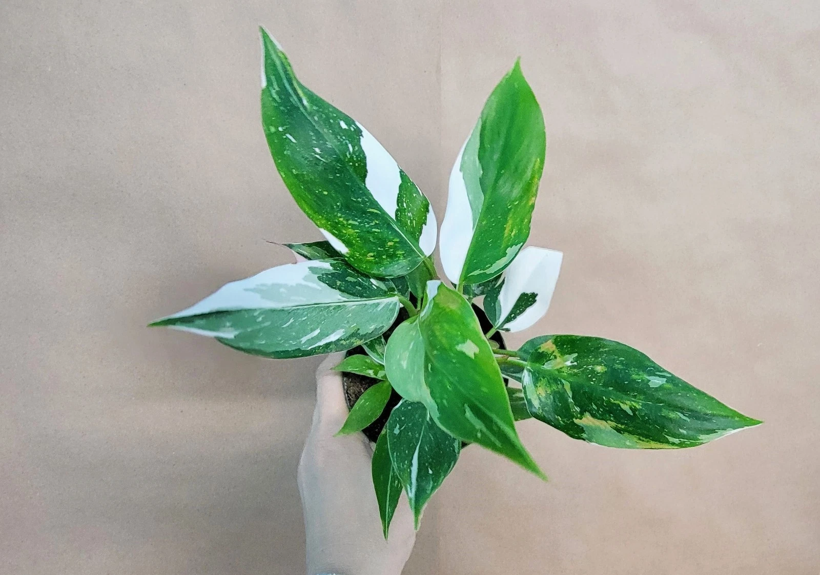 Philodendron White Princess Live Plant in 4-Inch Pot, Variegated Aroid with Pink & White Foliage