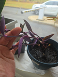 Purple Heart Wandering Jew Live Cuttings – 5+ Tradescantia pallida Purpurea Plant Stems with Deep Purple Foliage, Trailing Growth, Indoor & Outdoor