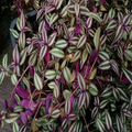Tradescantia zebrina Cuttings – 10 Purple Silver Green Foliage Stems for Rooting Indoor Trailing Plants