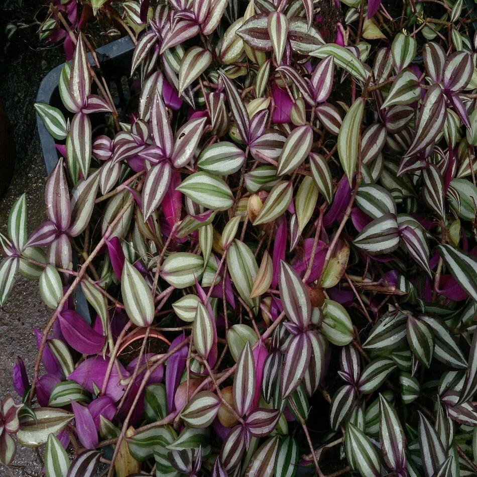 Tradescantia zebrina Cuttings – 10 Purple Silver Green Foliage Stems for Rooting Indoor Trailing Plants