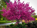 Prairifire Crabapple Scion Wood – 6 Hardwood Cuttings, 15–20 cm, Malus Prairifire Grafting, Fruit Tree Propagation