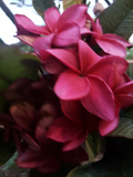 Wildfire Red Plumeria Cutting - Live 9-12 Inch Plumeria Rubra Cutting for Planting
