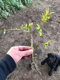 Wonderful Pomegranate Set of 3 Rooted Cuttings | Punica Granatum Starts for Garden or Patio