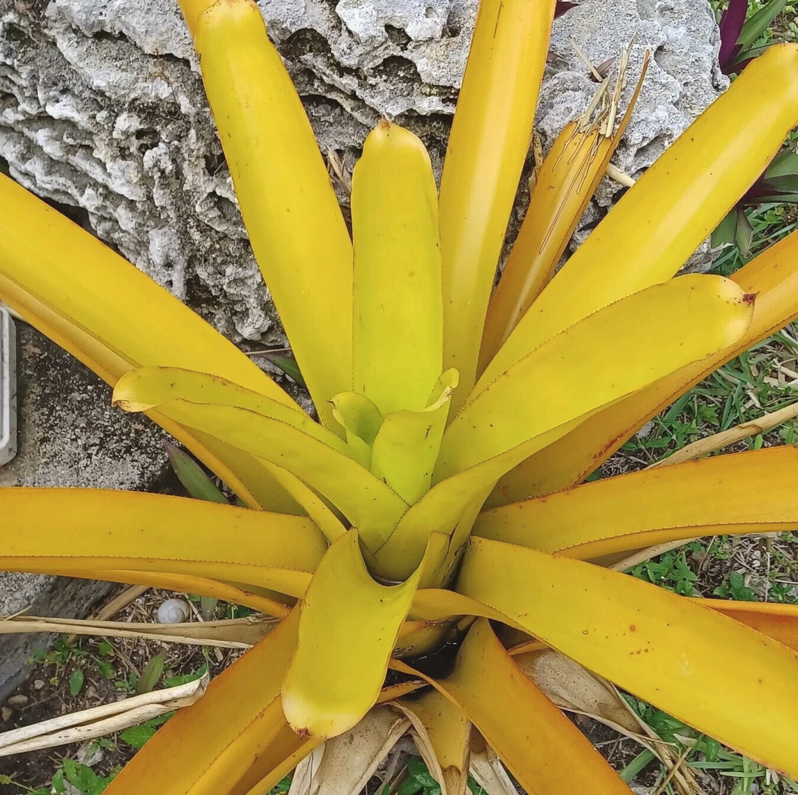 Aechmea Lemon Blanchetiana Bromeliad Pup | Bright Yellow Full-Sun Bromeliad Plant