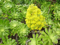 2 XXL Aeonium Arboreum Green Rose Cuttings – 6 in (15 cm) Diameter Succulent