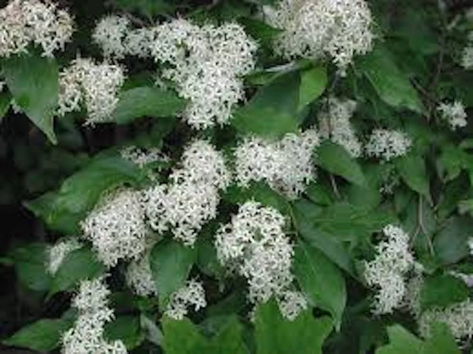Red Twig Dogwood Shrub – 12–24 Inch Live Plant, Cornus sericea, Coral Dogwood for Landscape, Borders & Hedges