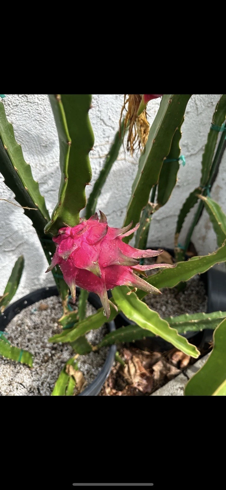 Unrooted Taiwan Ruan Zhi Da Hong Dragon Fruit Cutting – 10–15 Inch Pitaya Stem for Propagation Selenicereus sp.