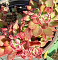 Fuzzy Succulent Cuttings – Echeveria Pulvinata ‘Plush Chenille’ Live Plant Propagation, Red-Edged Fuzzy Leaves