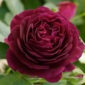 Twilight Zone Rose Cuttings – 3 Unrooted Deep Purple Rose Stems for Grafting, Propagation, Rosa hybrid