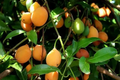 Achacha Fruit Tree Cutting – Garcinia humilis Unrooted Tropical Plant for Propagation, Exotic Fruit, Fresh Stem
