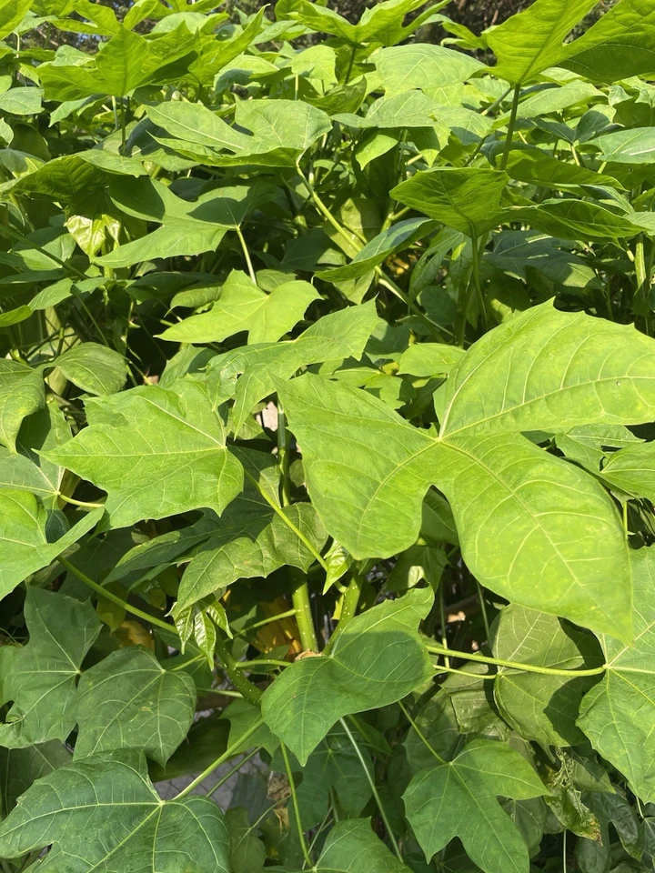 Chaya Maya Tree Spinach Cuttings – 6-8 Inch Unrooted Stems for Planting – Cnidoscolus aconitifolius