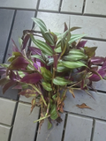Tradescantia Zebrina Cuttings – 10 Unrooted Trailing Houseplant Propagation Starter, Wandering Jew Foliage