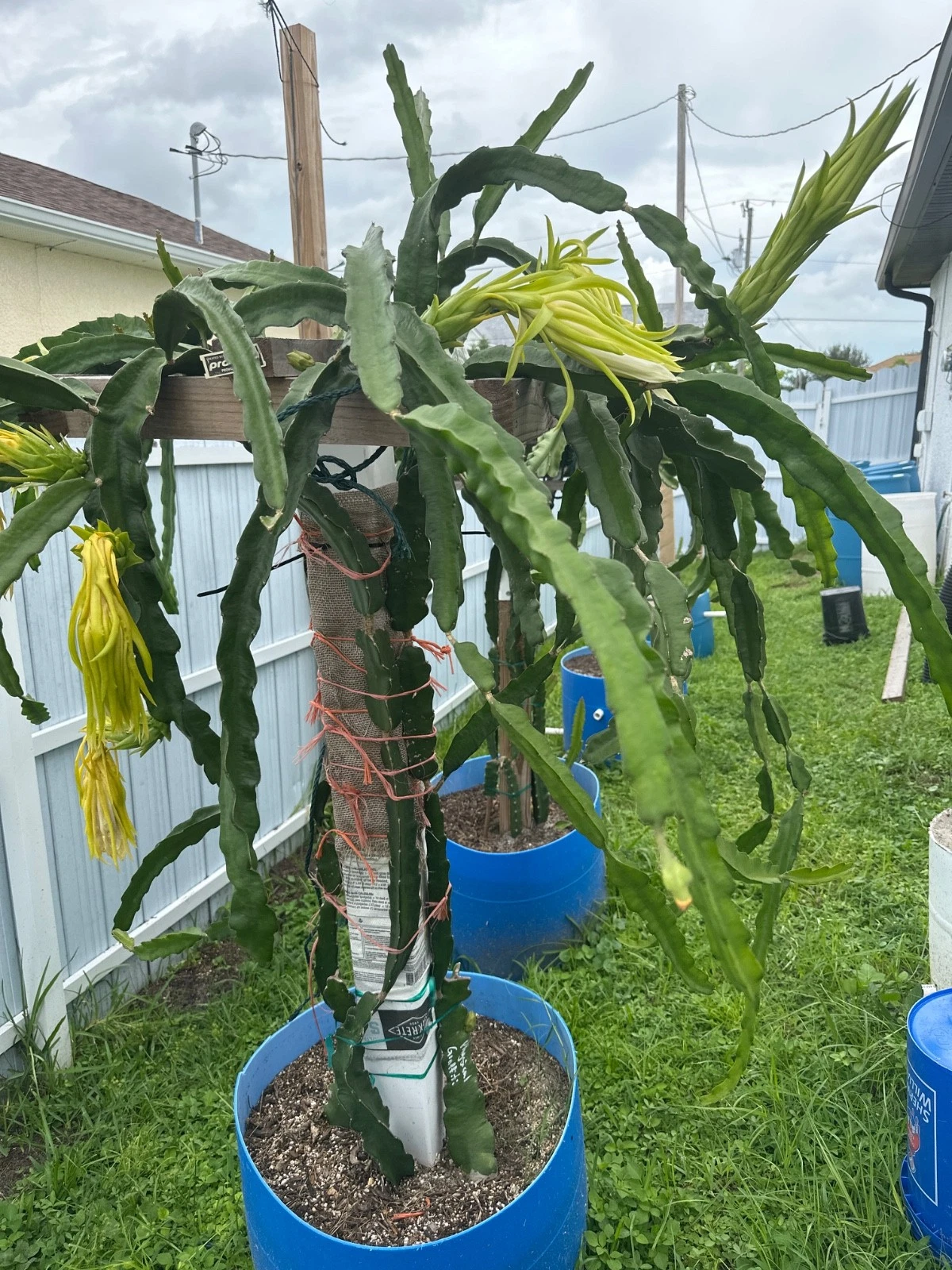 Florida Physical Graffiti Dragon Fruit Cutting – Rare Hybrid Hylocereus Pitahaya Vine with Sweet Fruit