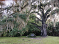 Live Oak Tree Starter Plants – 4 Rooted Quercus virginiana Evergreen Trees, 6–12 Inches Tall