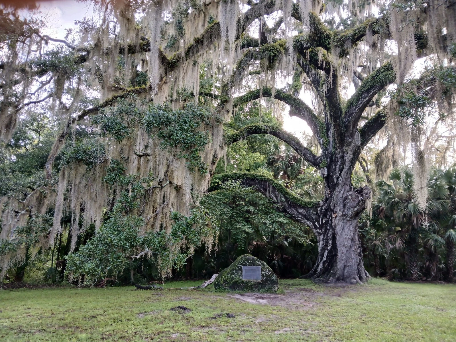 Live Oak Tree Starter Plants – 4 Rooted Quercus virginiana Evergreen Trees, 6–12 Inches Tall