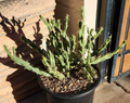 Cylindropuntia Acanthocarpa Thornberi Cutting – Live Cholla Cactus Segment for Planting