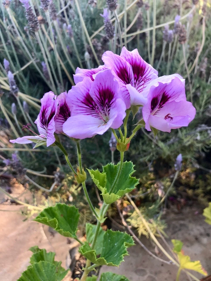 Lavender Purple Regal Geranium Cutting – 6 Inch Pelargonium Flowering Plant for Propagation, Ornamental Garden or Container Plant
