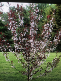 Cistena Plum Trees – 2 Live Purple Foliage Ornamental Shrubs Prunus × cistena for Landscape Planting