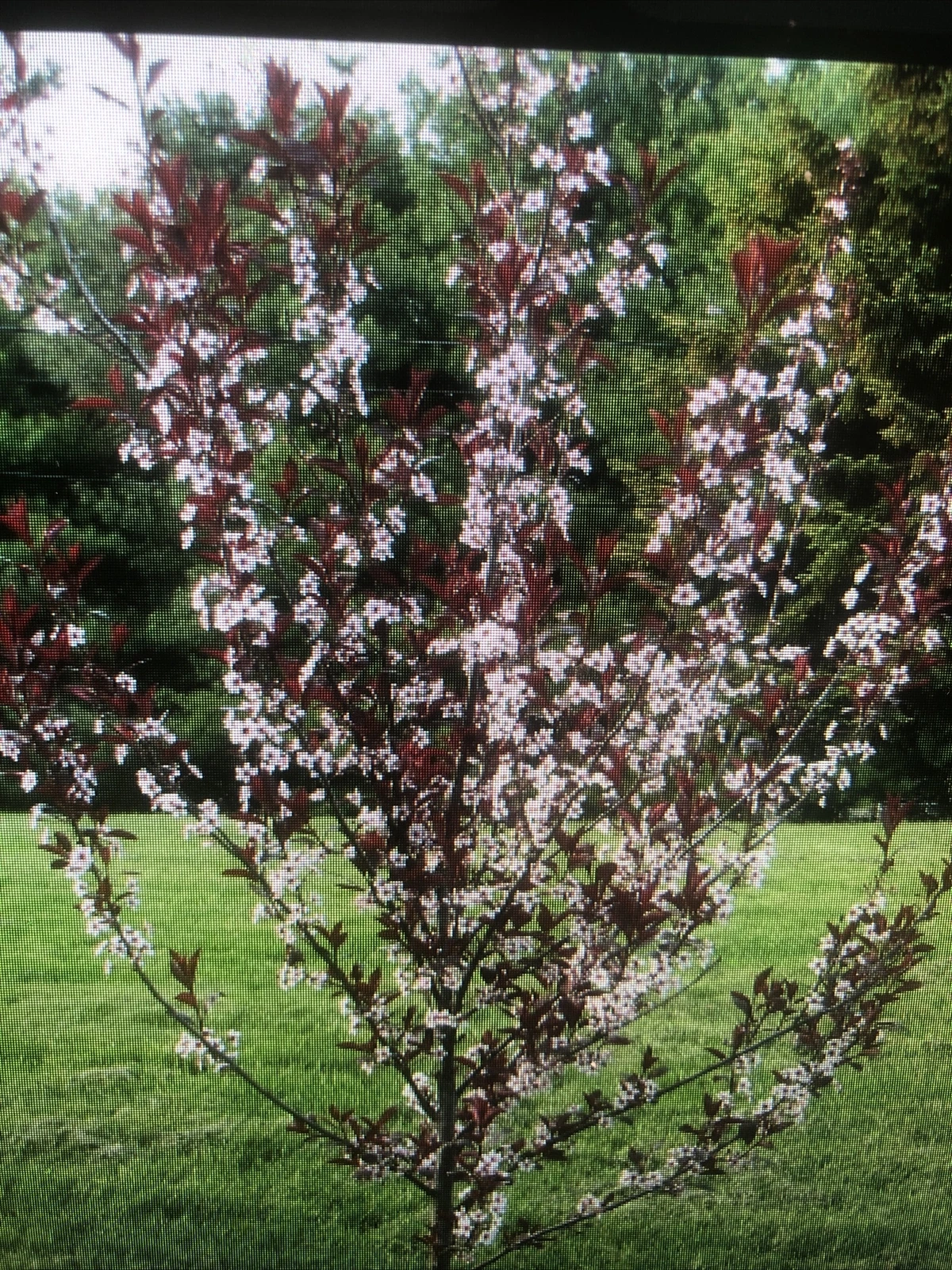 Cistena Plum Trees – 2 Live Purple Foliage Ornamental Shrubs Prunus × cistena for Landscape Planting