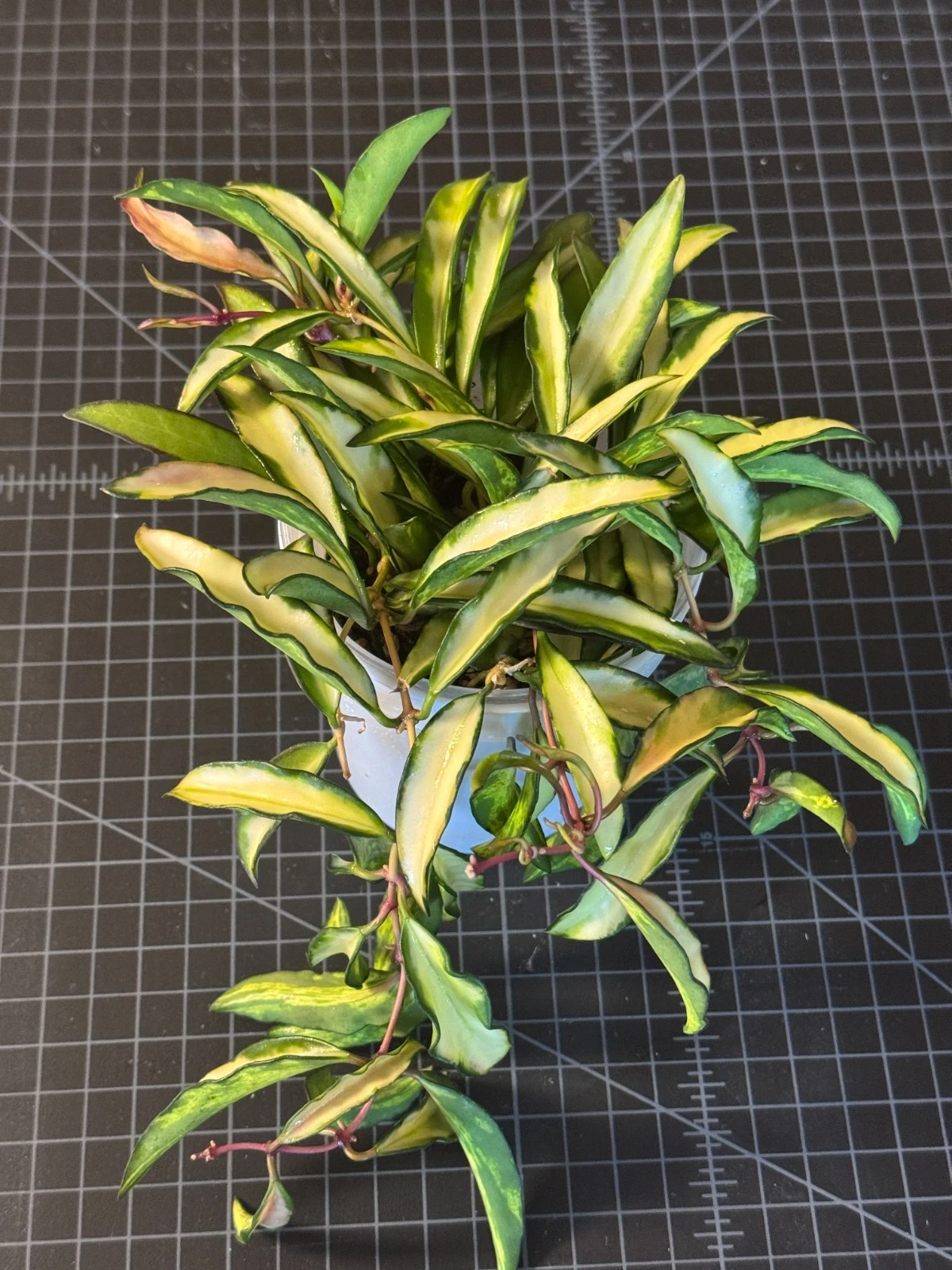 Hoya Kentiana Inner Variegated Cutting – 3 Node Live Vining Wax Plant Propagation for Indoor Growing