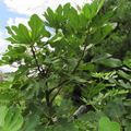 Smith Fig Cutting – Live Ficus carica ‘Smith’ Fruit Tree Propagation, Garden or Container Plant