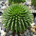Euphorbia susannae Live Succulent Cactus in 4" Pot | Rare Compact Euphorbia Plant