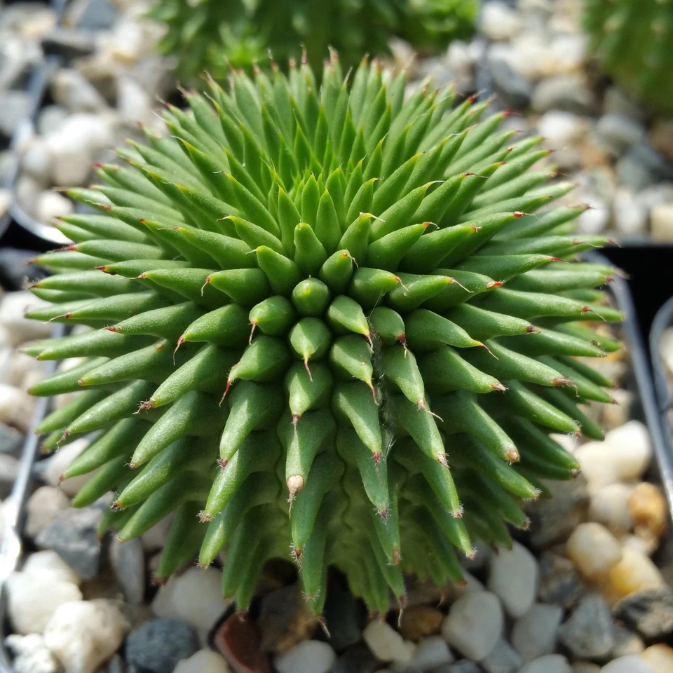 Euphorbia susannae Live Succulent Cactus in 4" Pot | Rare Compact Euphorbia Plant