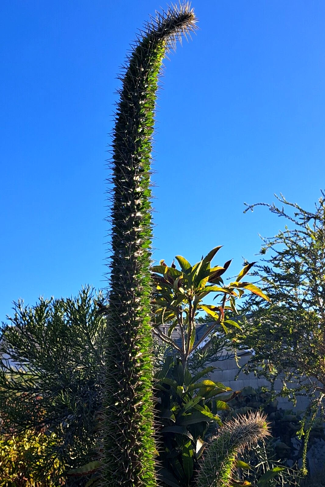 Didierea trollii Octopus Cactus Cutting – 28–32 Inches Unrooted Succulent Stem for Propagation