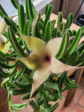 Stapelia gigantea Cutting – Starfish Flower Succulent Stem – Unrooted Live Plant for Cactus and Succulent Collection