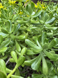Jade Plant Cuttings – 5 Unrooted Succulent Stem Cuttings, Crassula ovata, Green Foliage, 4–5 Inches