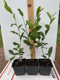 Camellia Sinensis Starter Plant – Tea Plant in 5 Liter Pot, Live Evergreen Shrub