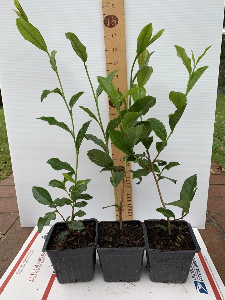 Camellia Sinensis Starter Plant – Tea Plant in 5 Liter Pot, Live Evergreen Shrub