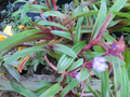 Tradescantia obtusa Cuttings – 4 Purple-Green Wandering Jew Stems for Rooting, Trailing Houseplant Starter