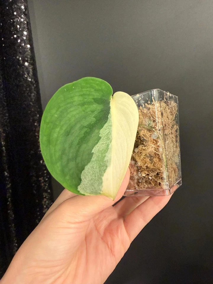 Rooted Scindapsus JunJung Buih Cutting - Half Moon Variegated Indoor Houseplant, Trailing Climbing, Tropical, Live Plant