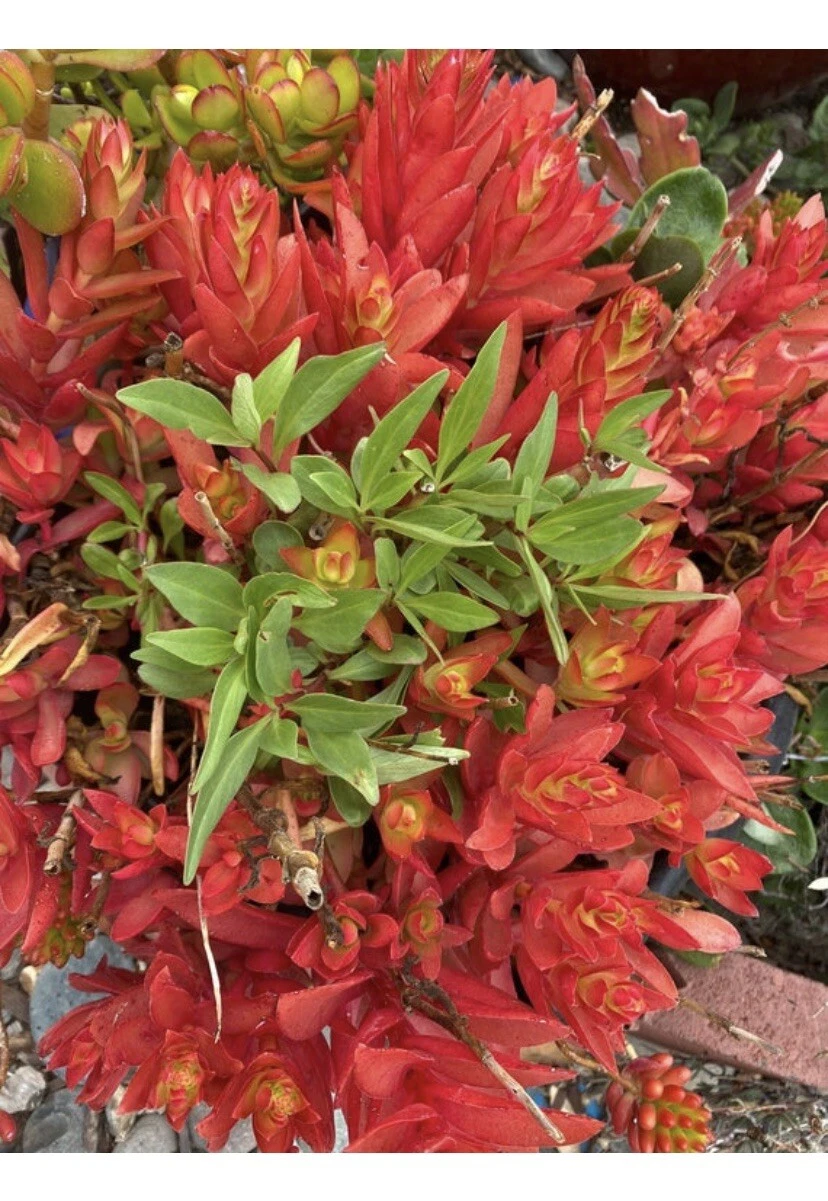 Crassula Capitella Campfire Cuttings – 3 Unrooted Succulent Stem Cuttings, 4-6 Inches, Vibrant Green with Red Edges, Propagation Planting