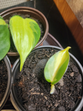 Philodendron Heartleaf Rooted Cutting in 3 Inch Pot, Indoor Trailing Houseplant, Philodendron hederaceum, Easy Care Green Foliage